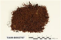 藏品(木靈苔科)的圖片